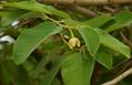 wild custard apple, wild soursop